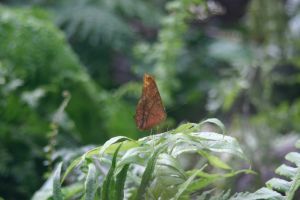 sydney wildlife