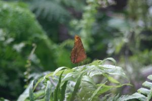 sydney wildlife