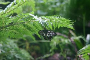 sydney wildlife