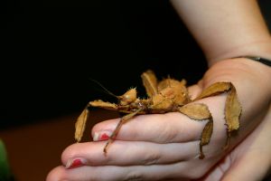 sydney wildlife