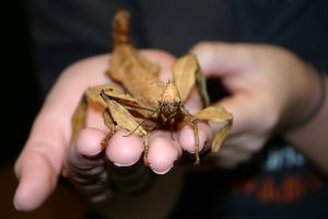 sydney wildlife