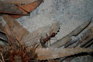 sydney wildlife