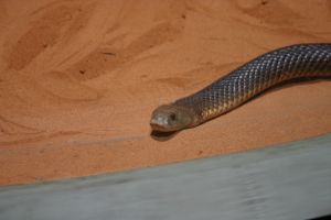 sydney wildlife