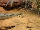 sydney wildlife