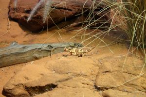 sydney wildlife