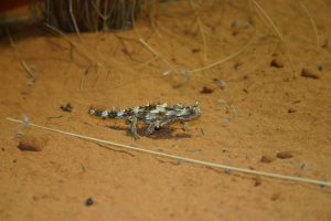 sydney wildlife