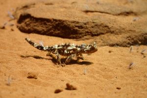 sydney wildlife